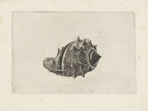 Shell, melongena melongena Shells (sorozat címe) alkotó: Wenceslaus Hollar