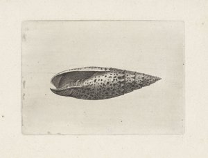Shell, mitra papalis Shells (sorozat címe) alkotó: Wenceslaus Hollar