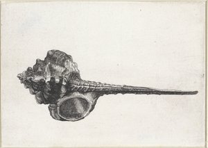 Kagyló, murex haustellum Shells (sorozat címe) alkotó: Wenceslaus Hollar