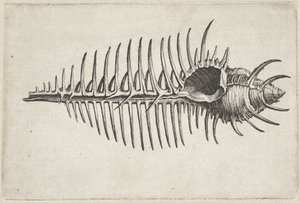 Kagyló, murex pecten Shells (sorozat címe) alkotó: Wenceslaus Hollar