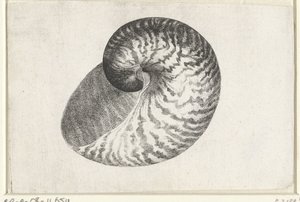 Shell, nautilus pompilius Shells (sorozat címe)