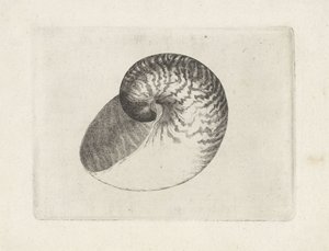 Shell, nautilus pompilius Shells (sorozat címe) alkotó: Wenceslaus Hollar