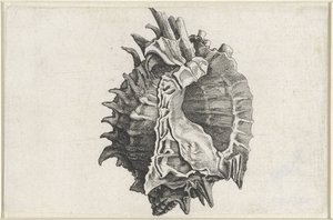 Kagyló, phyllonotus erythrostomus Shells (sorozat címe) alkotó: Wenceslaus Hollar