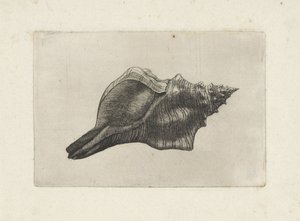 Kagyló, pleuroploca trapéz Shells (sorozat címe) alkotó: Wenceslaus Hollar