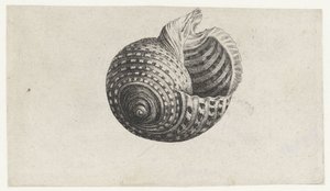 Shell, tonna dolium Shells (sorozat címe) alkotó: Wenceslaus Hollar
