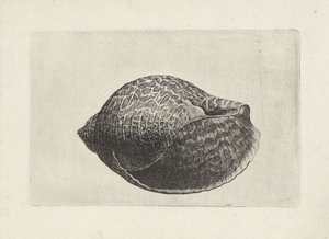 Shell, tonna perdix Shells (sorozat címe) alkotó: Wenceslaus Hollar