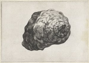 Shell, turbo sarmaticus Shells (sorozat címe) alkotó: Wenceslaus Hollar