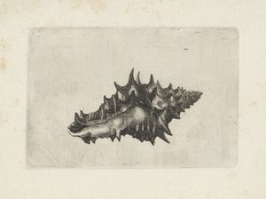 Kagyló, váza kerámia Shells (sorozat címe) alkotó: Wenceslaus Hollar