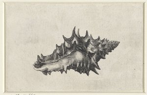 Kagyló, vasum ceramicum Shells (sorozat címe) alkotó: Wenceslaus Hollar