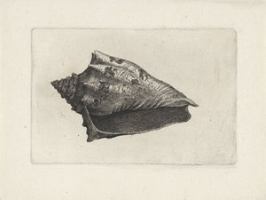 Kagyló, voluta ebraea Shells (sorozat címe)