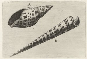 Schelpen, mitra cardinalis (A) a terebra subulatában (B) Schelpen (sorozat címe) alkotó: Wenceslaus Hollar