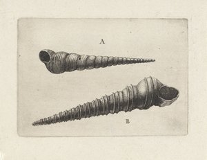 Kagylók, turritella terebra (A) és turritella duplicata (B) Shells (sorozat címe) alkotó: Wenceslaus Hollar