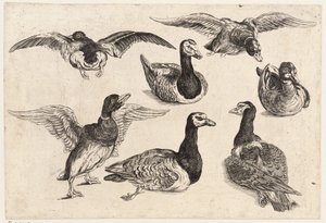 Hét kacsa alkotó: Wenceslaus Hollar