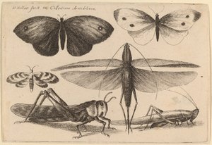 Hat rovar alkotó: Wenceslaus Hollar