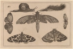 Hat rovar, egy hernyó és egy csiga alkotó: Wenceslaus Hollar