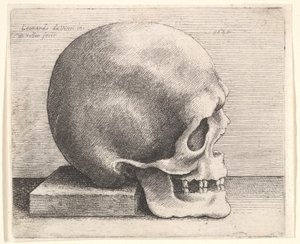 Koponya profilban jobbra, 1645. alkotó: Wenceslaus Hollar