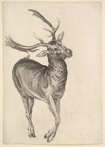 Szarvasbika, 1625-77. alkotó: Wenceslaus Hollar