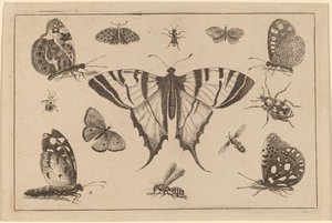 Fecskefarkú pillangó és tizenkét másik rovar alkotó: Wenceslaus Hollar