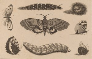 Három hernyó, egy lepke és négy pillangó. alkotó: Wenceslaus Hollar
