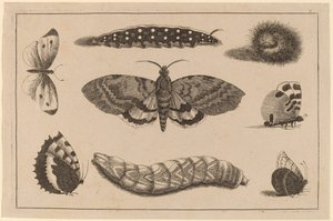 Három hernyó, egy lepke és négy pillangó alkotó: Wenceslaus Hollar