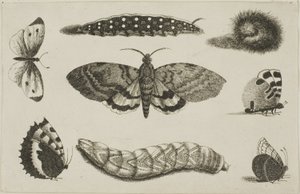 Három hernyó, egy lepke és négy pillangó alkotó: Wenceslaus Hollar