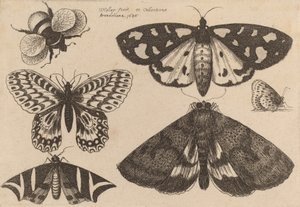 Három lepke, két pillangó és egy darázs, 1646. alkotó: Wenceslaus Hollar