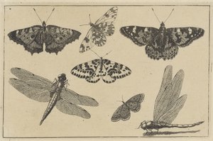 Két szitakötő és öt pillangó Különféle rovarok (sorozat címe) Diversae Insectorum (sorozat címe) alkotó: Wenceslaus Hollar