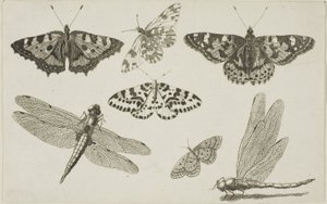 Két szitakötő és öt pillangó alkotó: Wenceslaus Hollar