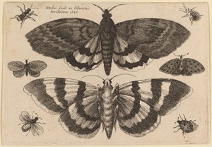 Két lepke és hat rovar alkotó: Wenceslaus Hollar