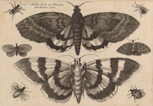 Két lepke és hat rovar, 1646. alkotó: Wenceslaus Hollar