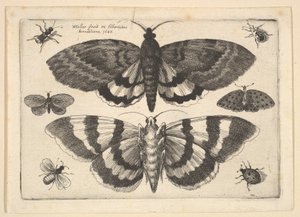 Két lepke és hat rovar, 1645. alkotó: Wenceslaus Hollar
