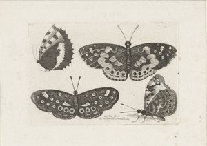 Vier vlinders Rovarok (sorozat címe) Scarab Flies (sorozat címe) alkotó: Wenceslaus Hollar