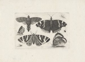 Négy pillangó, egy lepke, két bogár és egy légy alkotó: Wenceslaus Hollar