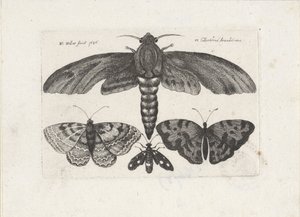 Pillangók és lepke Rovarok (sorozat címe) Muscarum Scarabeorum (sorozat címe) alkotó: Wenceslaus Hollar
