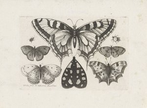 Pillangók, bogarak és egy lepke Rovarok (sorozat címe) Muscarum Scarabeorum (sorozat címe) alkotó: Wenceslaus Hollar