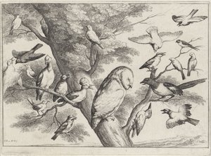 Madarak a fán Különböző madarak (sorozat címe) alkotó: Wenceslaus Hollar