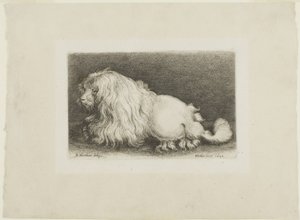 Fehér kutya alkotó: Wenceslaus Hollar