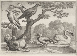 Hattyú, csirke csirkével és más madarakkal Különböző madarak (sorozat címe) alkotó: Wenceslaus Hollar