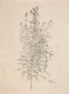 Thistle