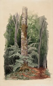 Cím nélkül alkotó: Werner Holmberg