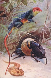 Gama, szarvas vipera és szent bogár, illusztráció a világ vadvilágából, 1910 körül alkotó: Wilhelm Kuhnert
