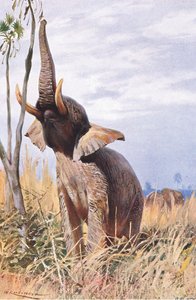 Afrikai elefánt, illusztráció a világ vadvilágából, 1910 körül