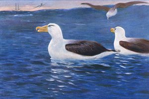 Albatrosz, illusztráció a Wildlife of the World, 1910 körül