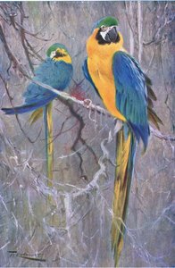 Kék és sárga ara, a Wildlife of the Worldből, Frederick Warne & Co, 1900 körül