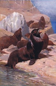 Kaliforniai oroszlánfóka, a Wildlife of the World-ből, Frederick Warne & Co., 1900 körül