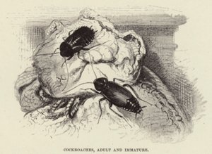 Csótányok, felnőttek és éretlenek alkotó: Wilhelm Kuhnert