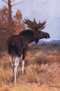 Elk or Moose, a Wildlife of the Worldből, Frederick Warne & Co, 1900 körül alkotó: Wilhelm Kuhnert