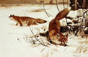 Fox, lemez a "Brehms Tierleben: Allgemeine Kunde des Tierreichs", 2. kötet, 174. o., kiadta a Bibliographisches Institut. alkotó: Wilhelm Kuhnert