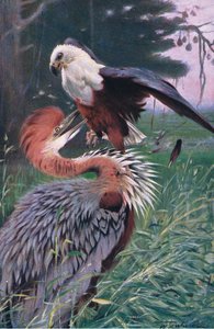 Óriás gém és tengeri sas, illusztráció a Wildlife of the World, 1910 körül alkotó: Wilhelm Kuhnert