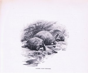 Óriás teknősök, illusztráció a Wildlife of the World, 1910 körül alkotó: Wilhelm Kuhnert